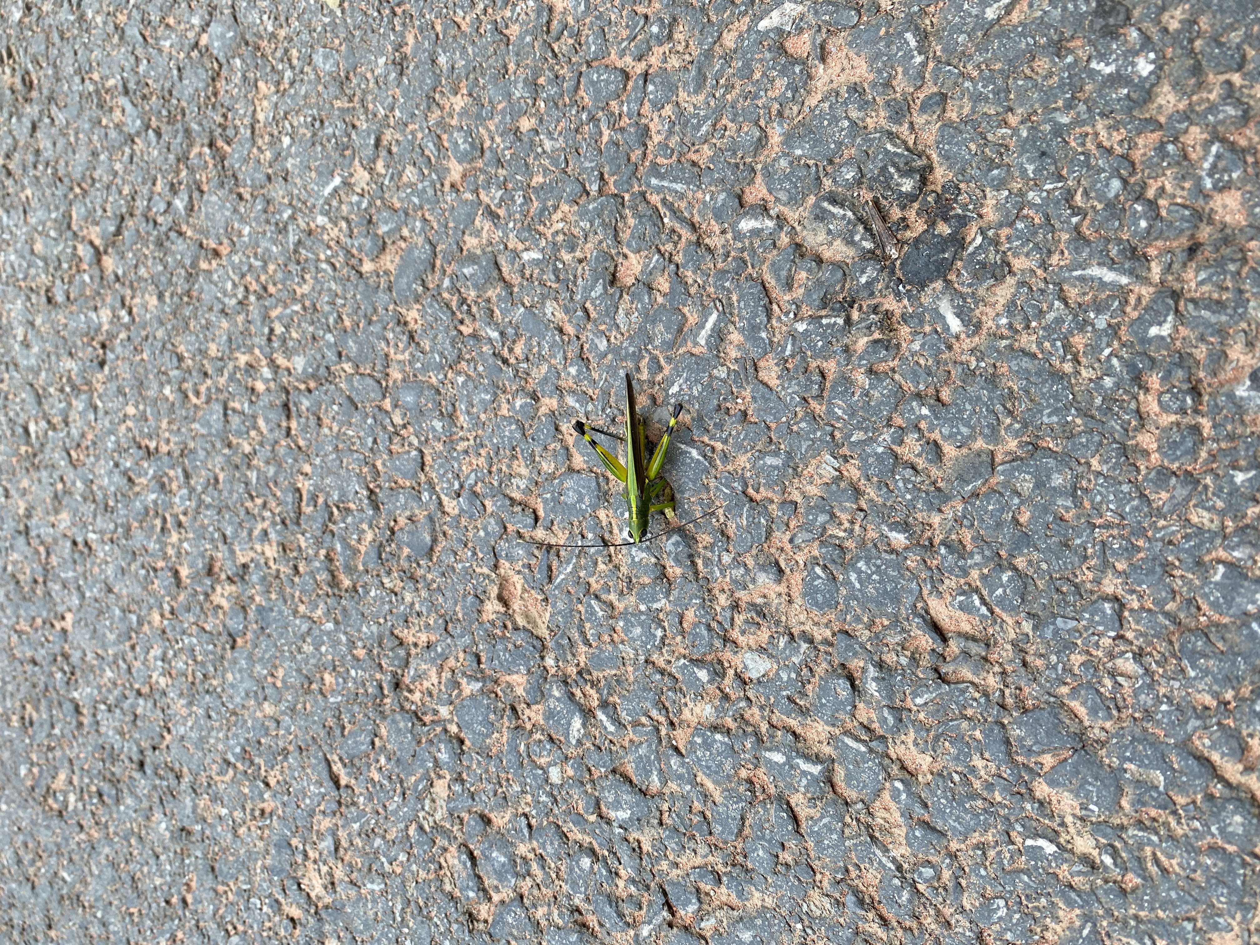 【熱點(diǎn)】“油抓馬兒”知多少？